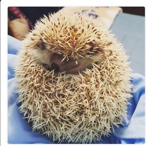 Meet your Posher, Karen